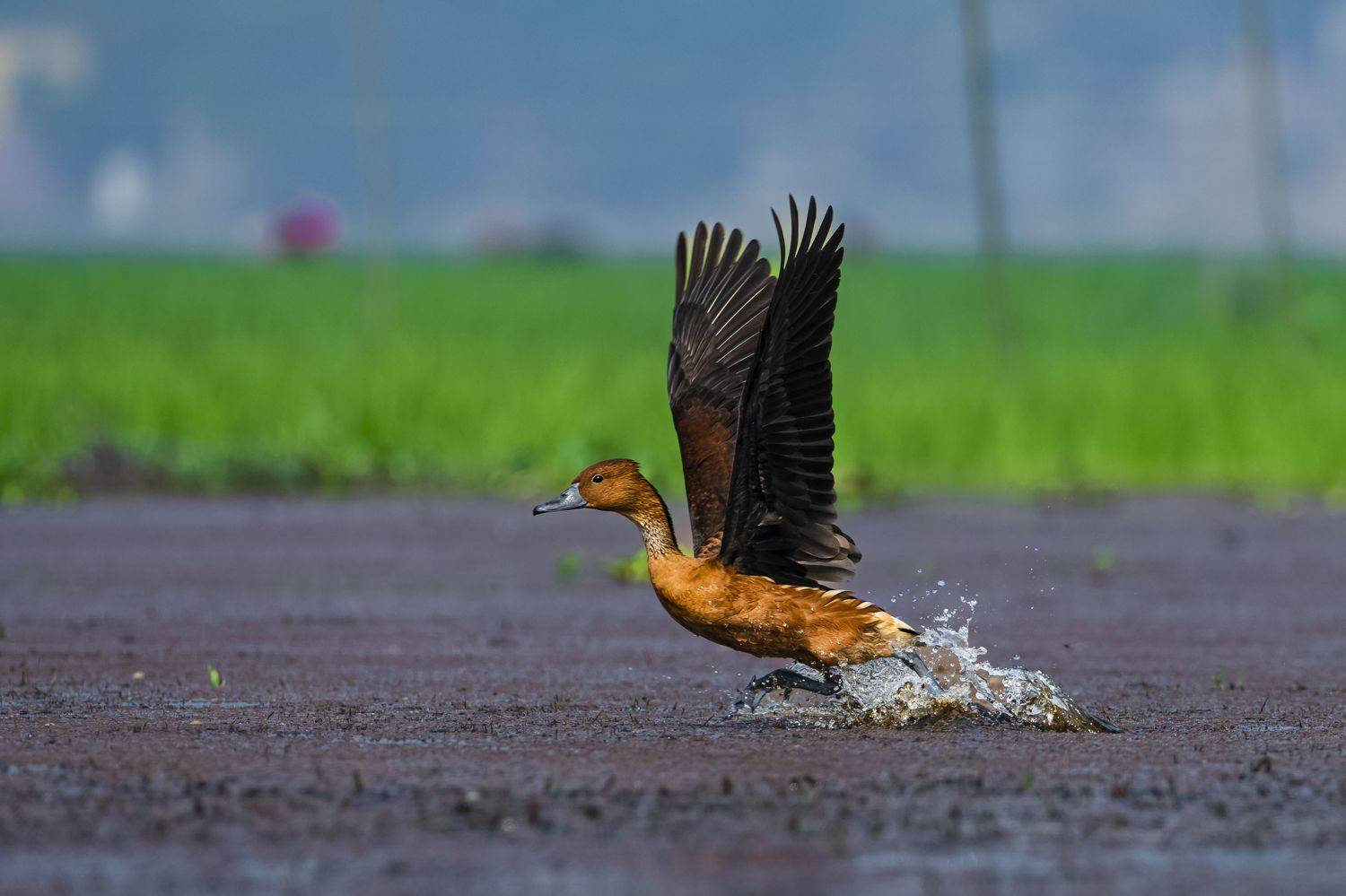 #birdphotography	 #birdsofinstagram	 #wildlifephotography	 #birds	 #naturephotography	 #bird	 #nature	 #wildlife	 #photography	 #birdwatching	 #natgeo	 #photooftheday	 #nikon	 #birding	 #naturelovers	 #canon	 #animals	 #birdlovers	 #travel	 #love	 #bestbi, Diganta Roy