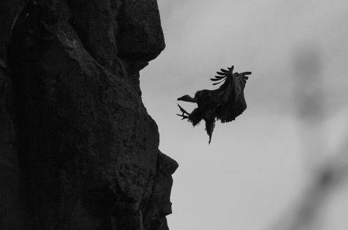 Белоголовый сип..