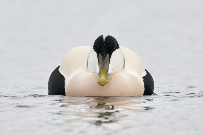 Гага фото превью