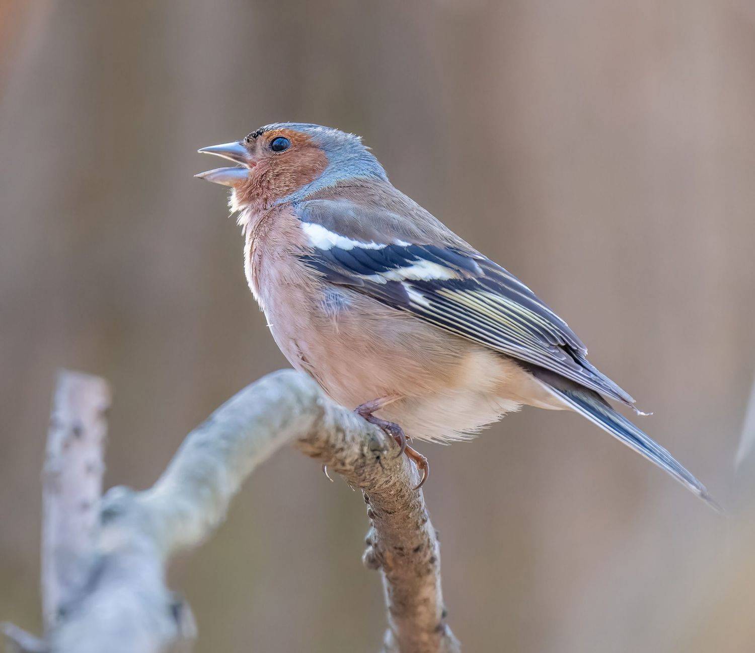 , Дэм Константин