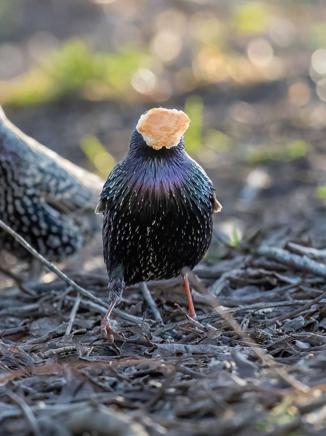 , Дэм Константин