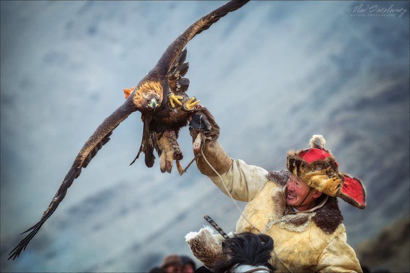 монголия, фестиваль охотников с беркутами, западная монголия, altai eagle festival, азия, golden eagle festival, охотники с беркутами, осень, golden eagle, mongolia, asia, фототур в монголию, фототур на алтай, кочевники Монголия: люди.. лица.. птицы.. (#6) фото превью