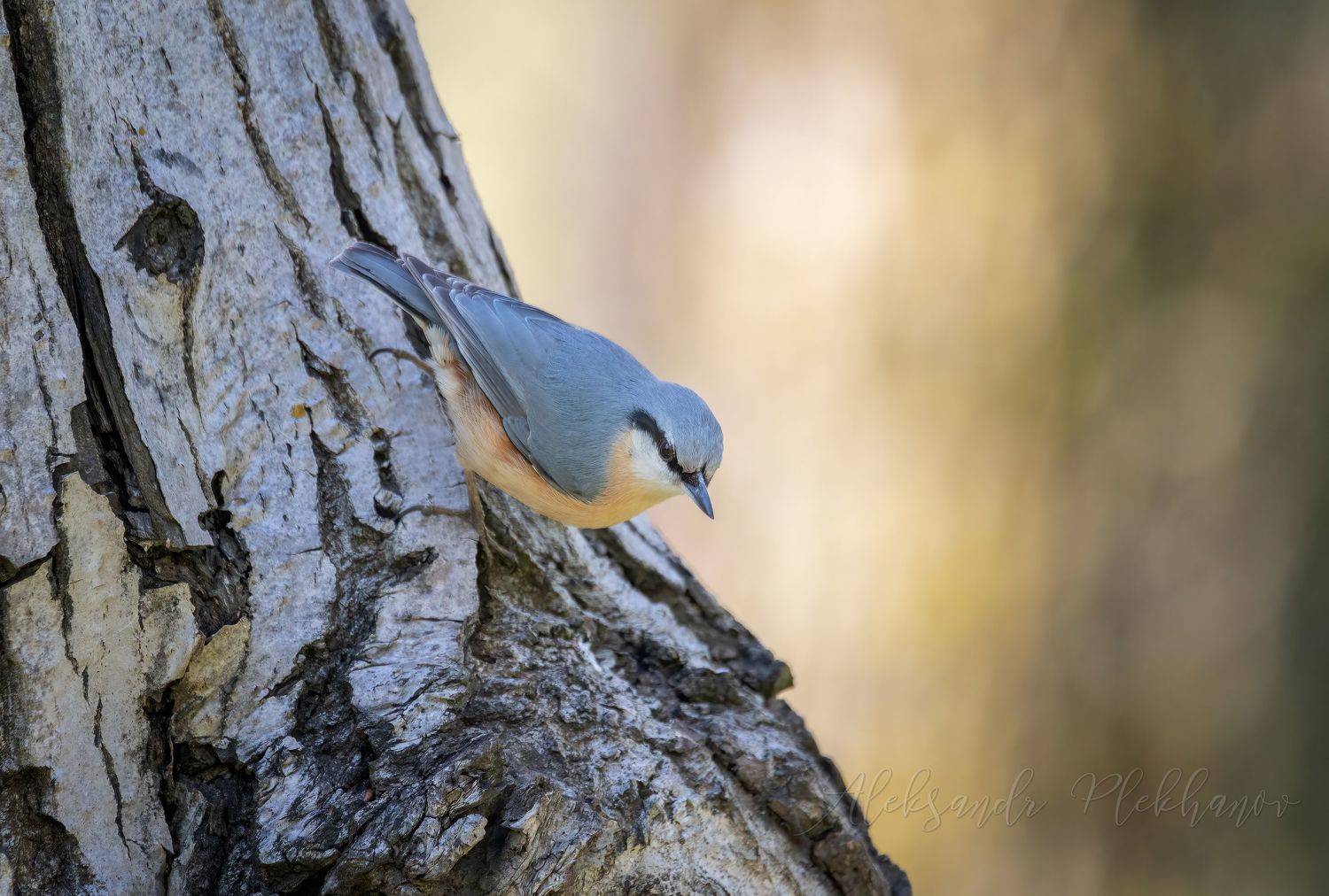 , Плеханов Александр