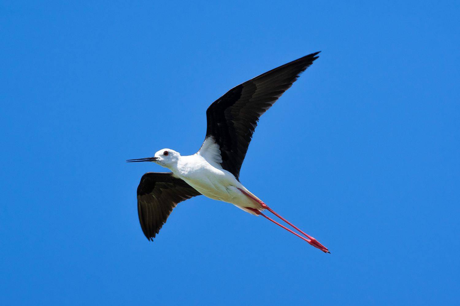 volgograd, russia, wildlife, Himantopus himantopus, , Сторчилов Павел