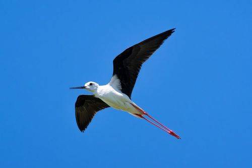 Himantopus himantopus