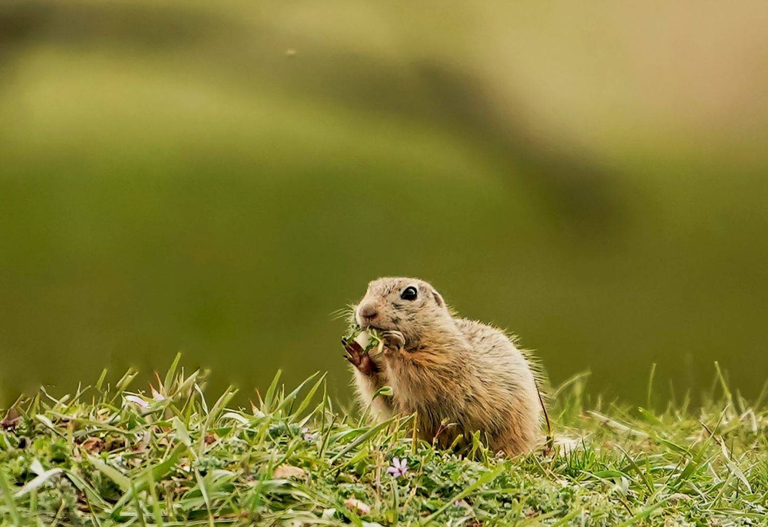 , Красимир Георгиев