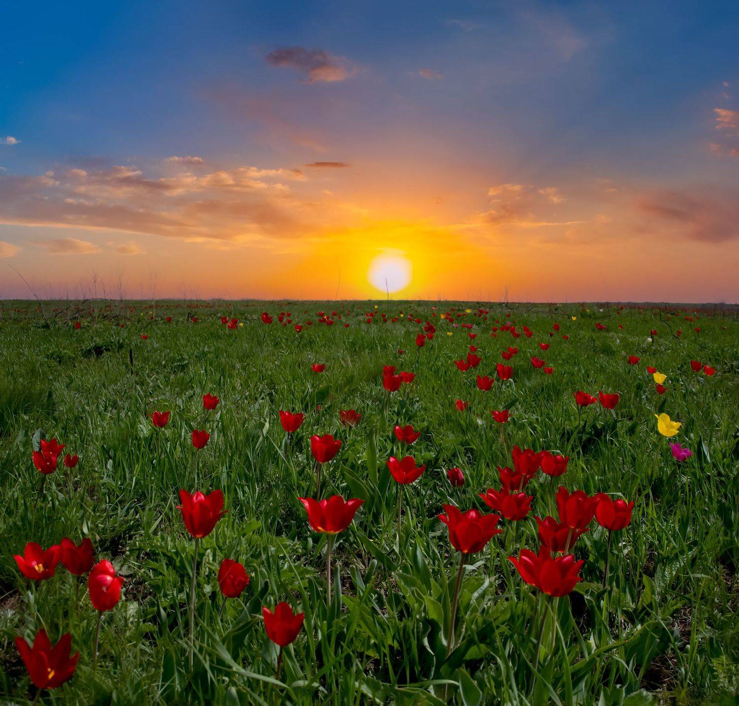 тюльпаны,закат,природа,пейзаж.калмыкия, Елена Брежицкая