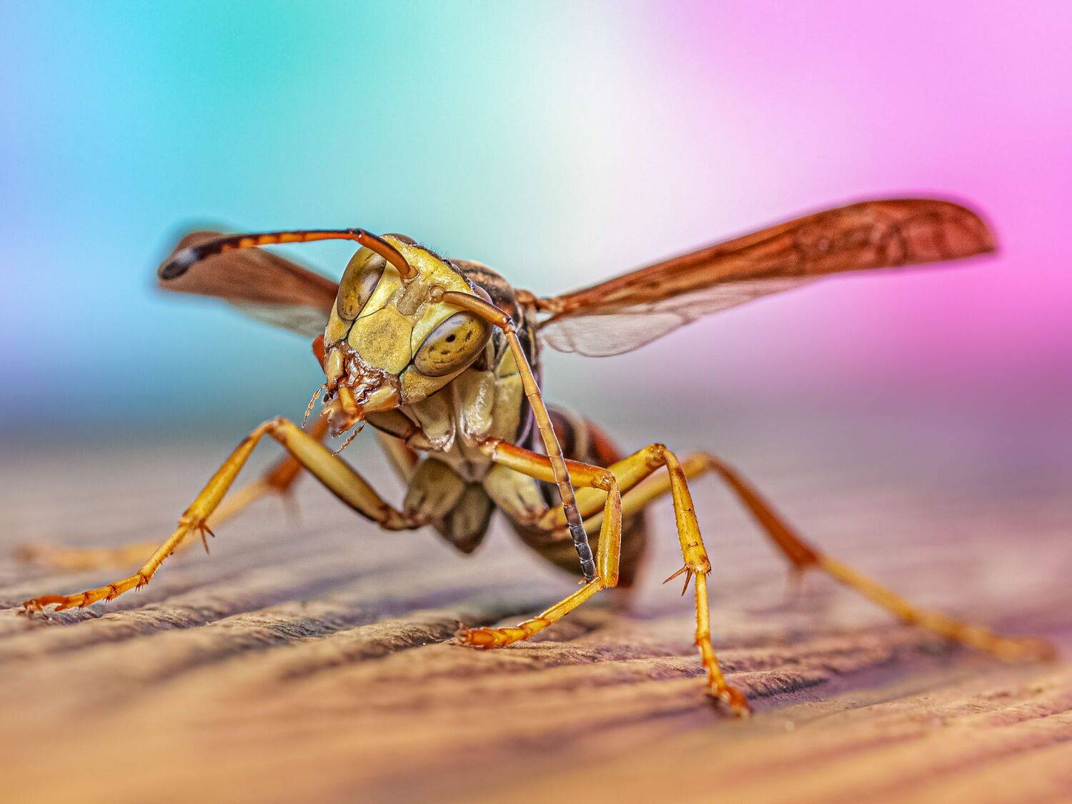 wasp, insect, macro, nature, wild, insects, bee,, Atul Saluja