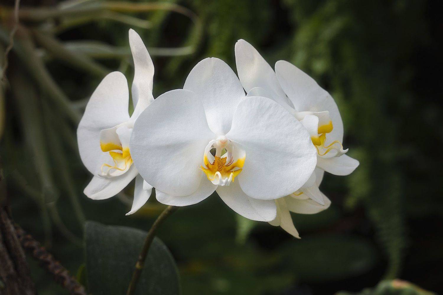 , Алексей Вымятнин