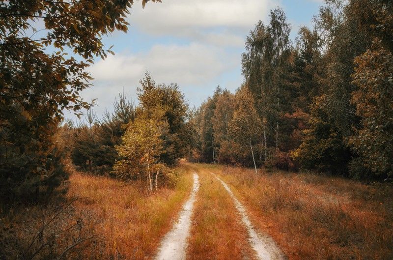 Дорога вдоль опушки фото превью