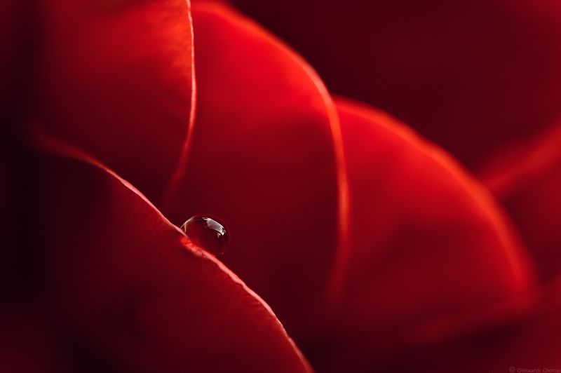 красота, природа, макро, макро мир, роза, лето, капля росы, *** фото превью