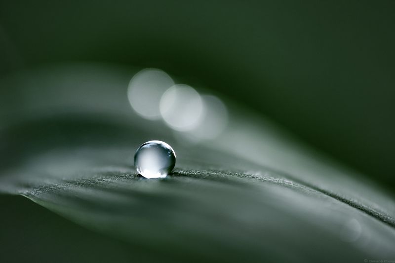 макро, природа, зеленый, капля росы, *** фото превью