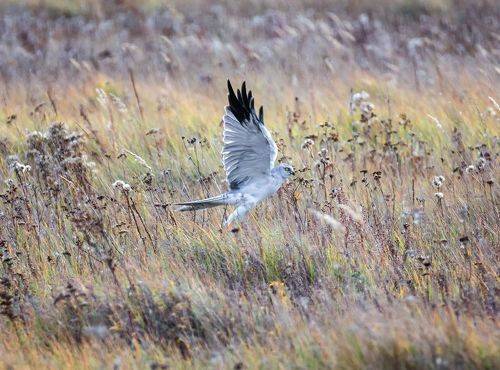 Степной лунь.