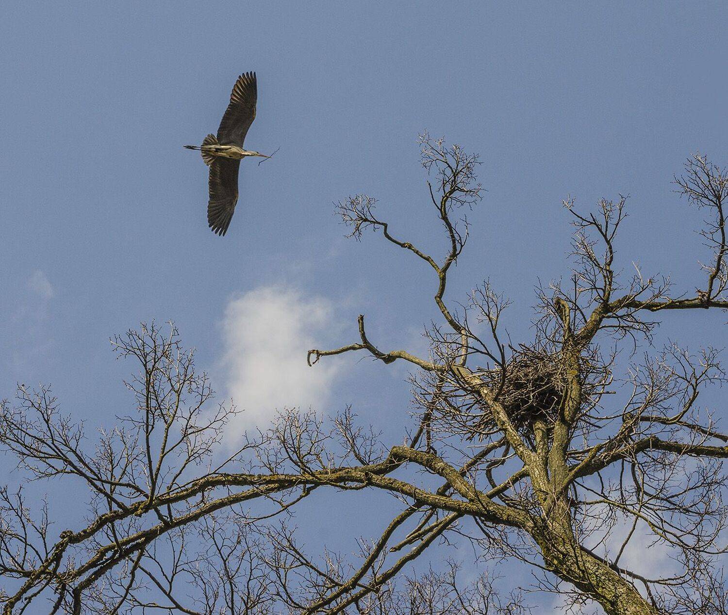 цапля серая, весна, Михаил Агеев