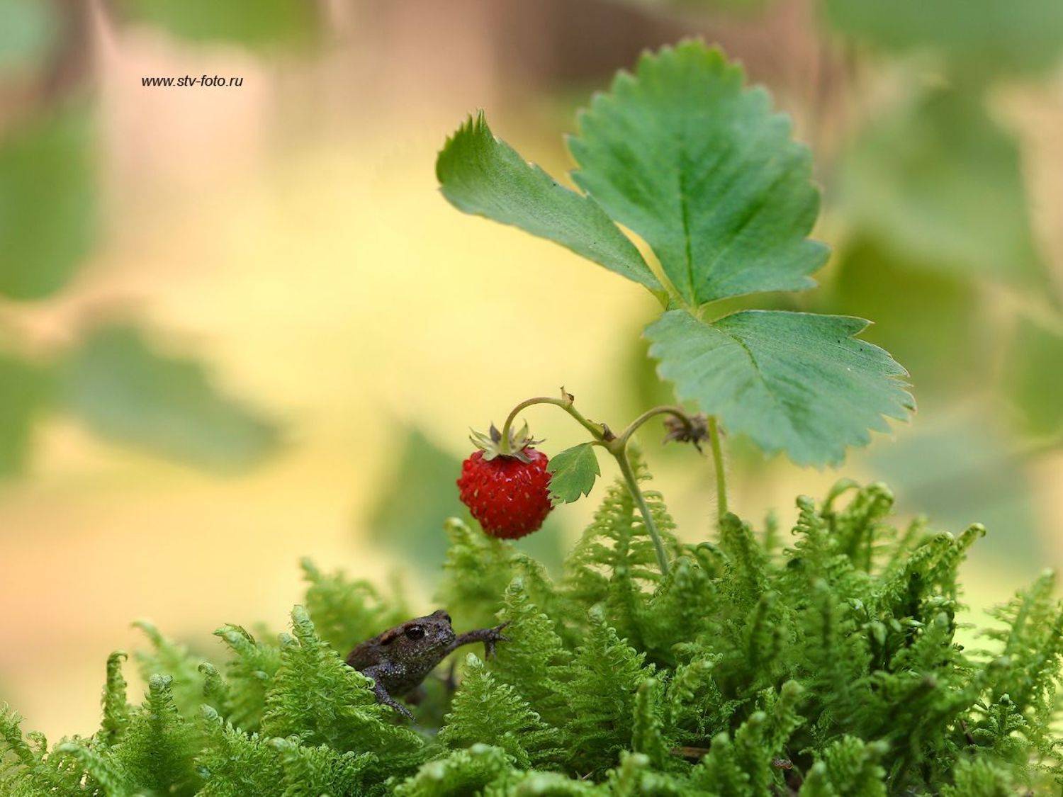 макро, тайга, лес, макросъемка, лягушка, лягушонок, земляника, мох, Sokolova Tatiana