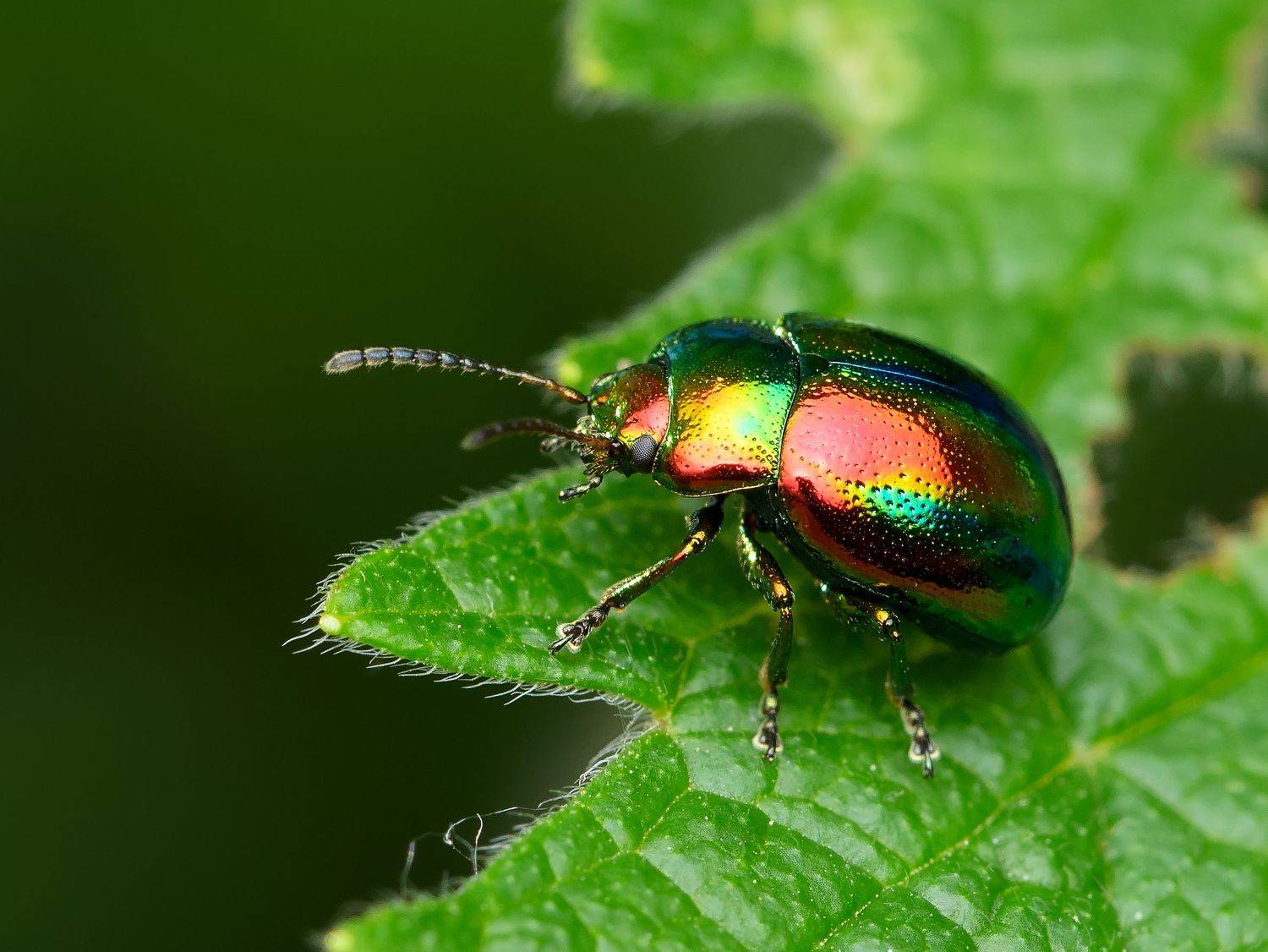 листоед ясноточный, chrysolina fastuosa, листоеды, chrysomelidae, жук, Павел Черенков