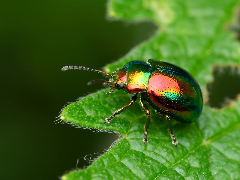 листоед ясноточный, chrysolina fastuosa, листоеды, chrysomelidae, жук Червонное золото фото превью