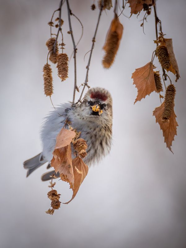 чечетка Я не толстый, просто перо широкое фото превью