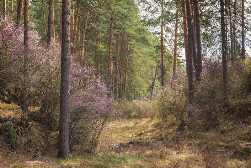 ...В весеннем лесу... фото превью