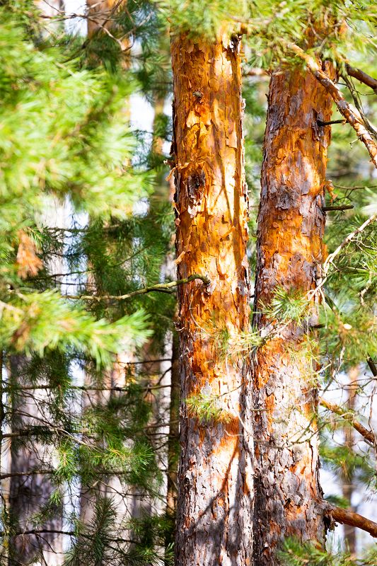 Лесное? фото превью