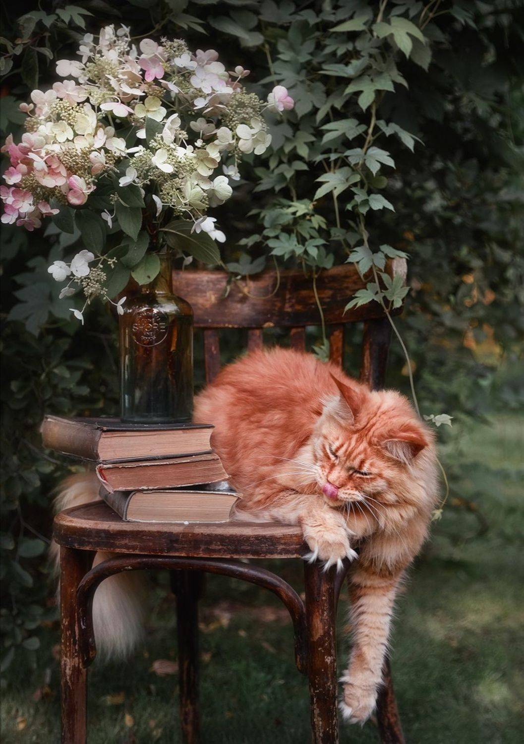 кошка, лето, сад, J.V.S