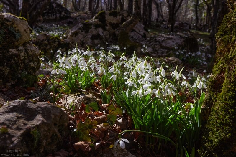 дмитр коваль, гималаи и крым вне треков, пейзаж как магия Тайная Весна фото превью