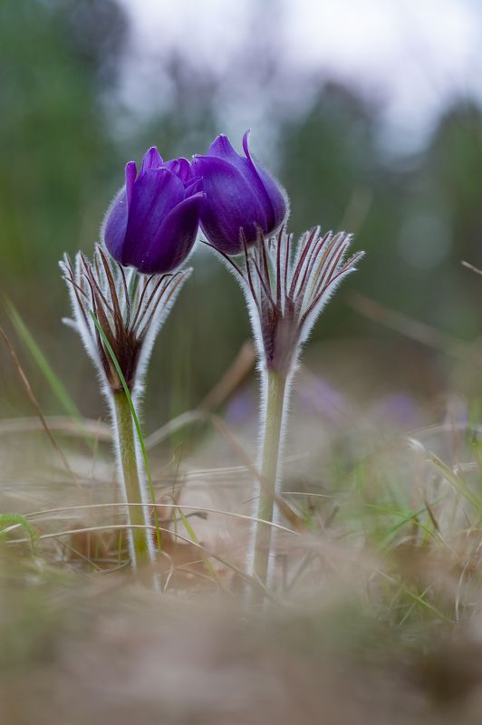 Влюблённая парочка фото превью