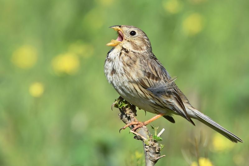 Просянка фото превью