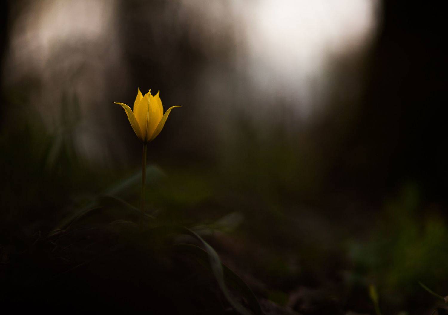 , Викулов Николай