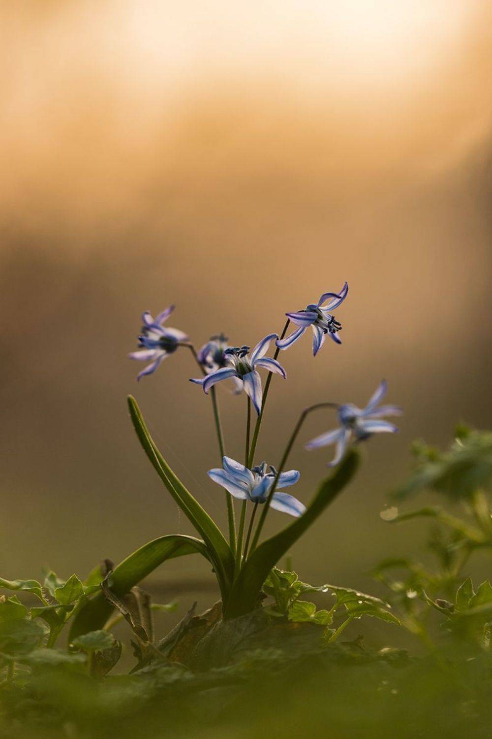 , Илья Михеев