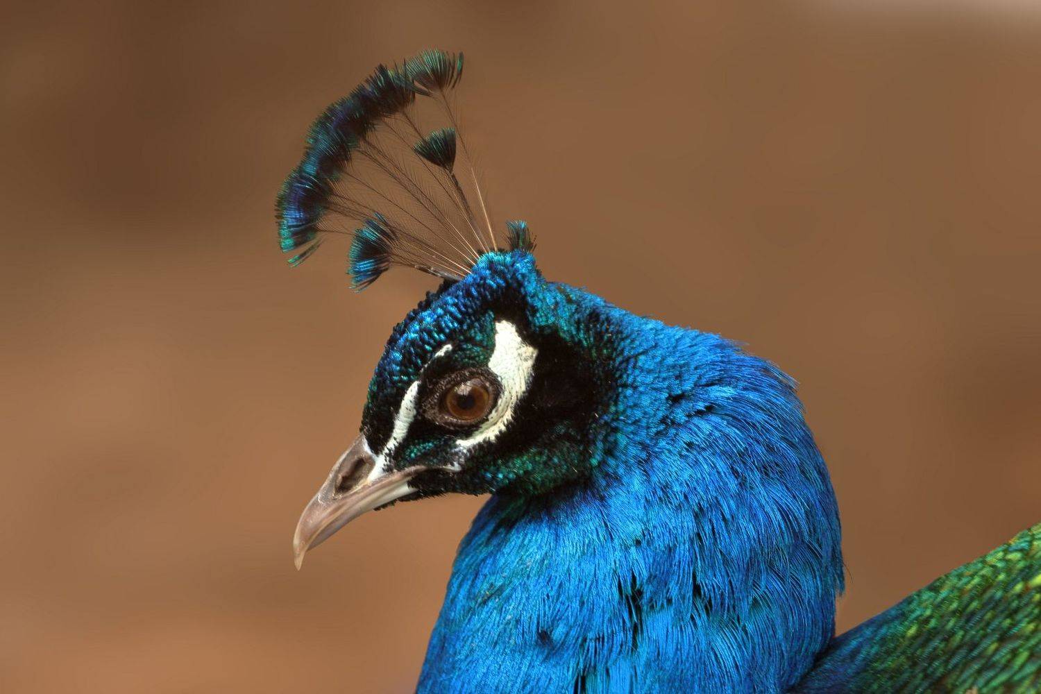 , Славов Георги