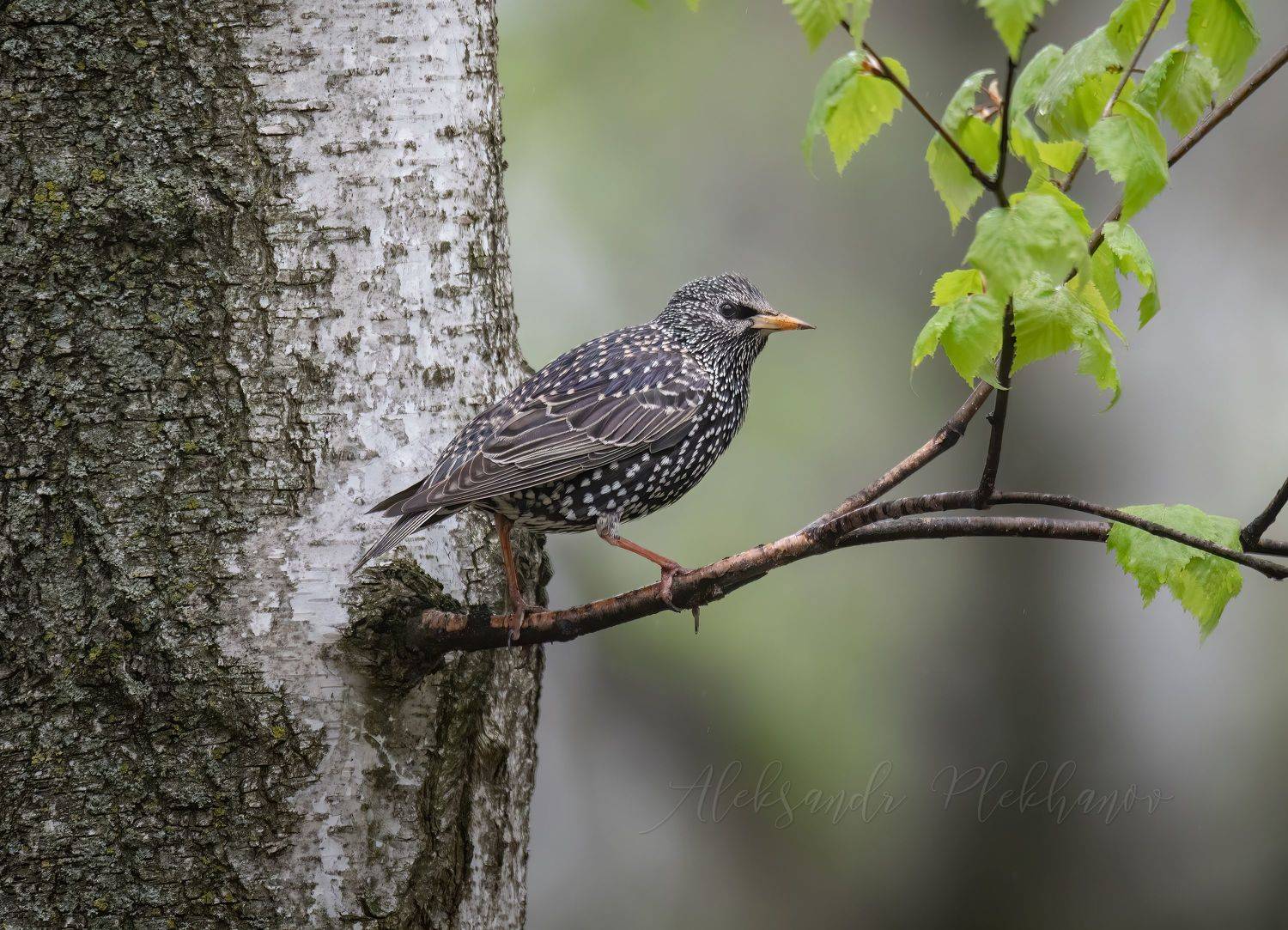 , Плеханов Александр