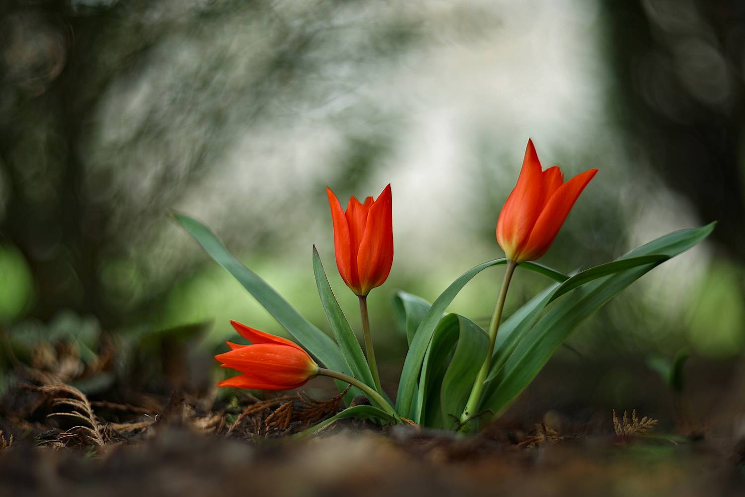 , Эдуард Колобошников