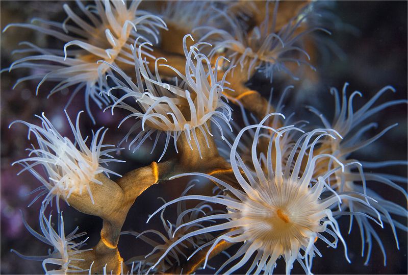 филиппины, остров, себу, дайвинг, макро подводная экибана фото превью