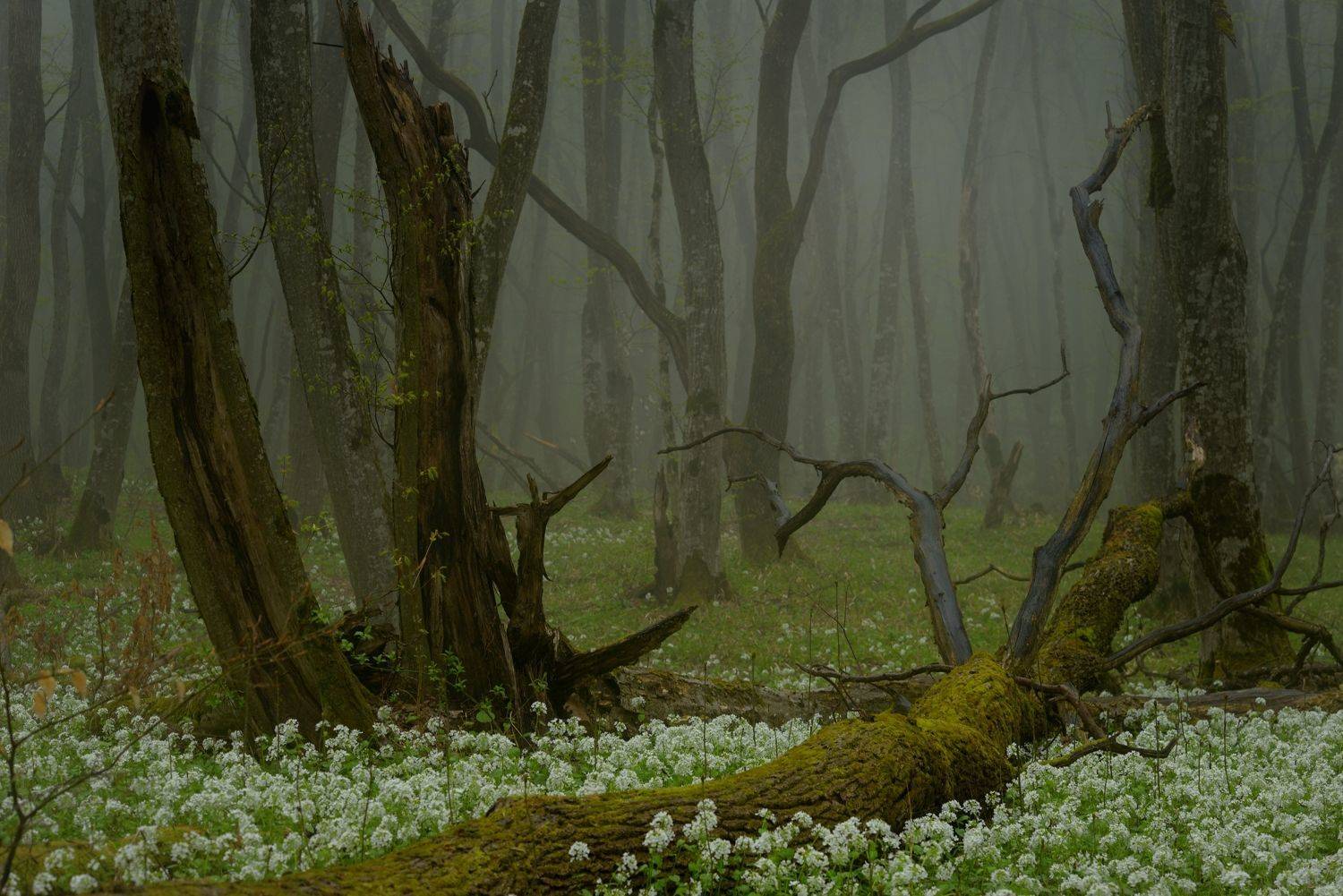 весна туман лес утро, Александр Жарников