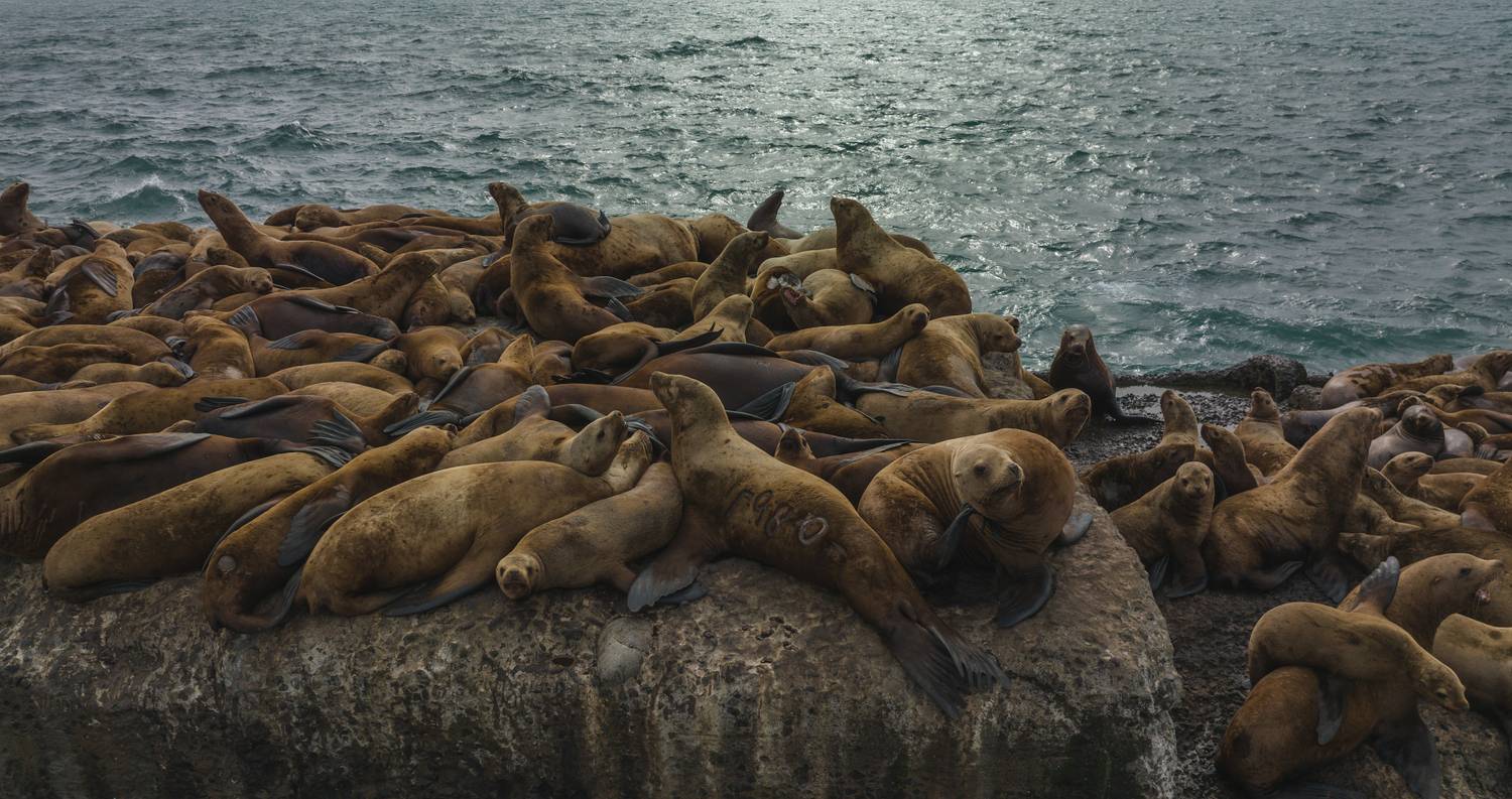 Сахалин животные природа , Дудковский Игорь