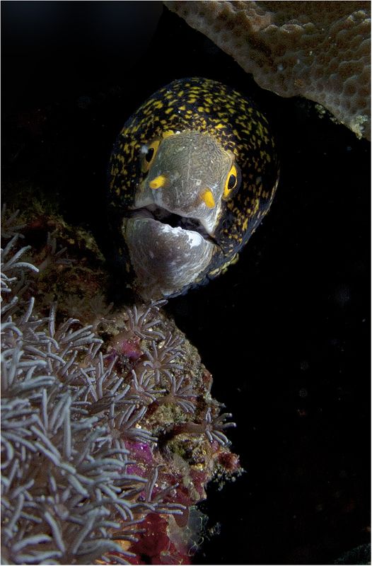 филиппины, о.негрос, дайвинг, пятнистая мурена ... тебе чего ? фото превью