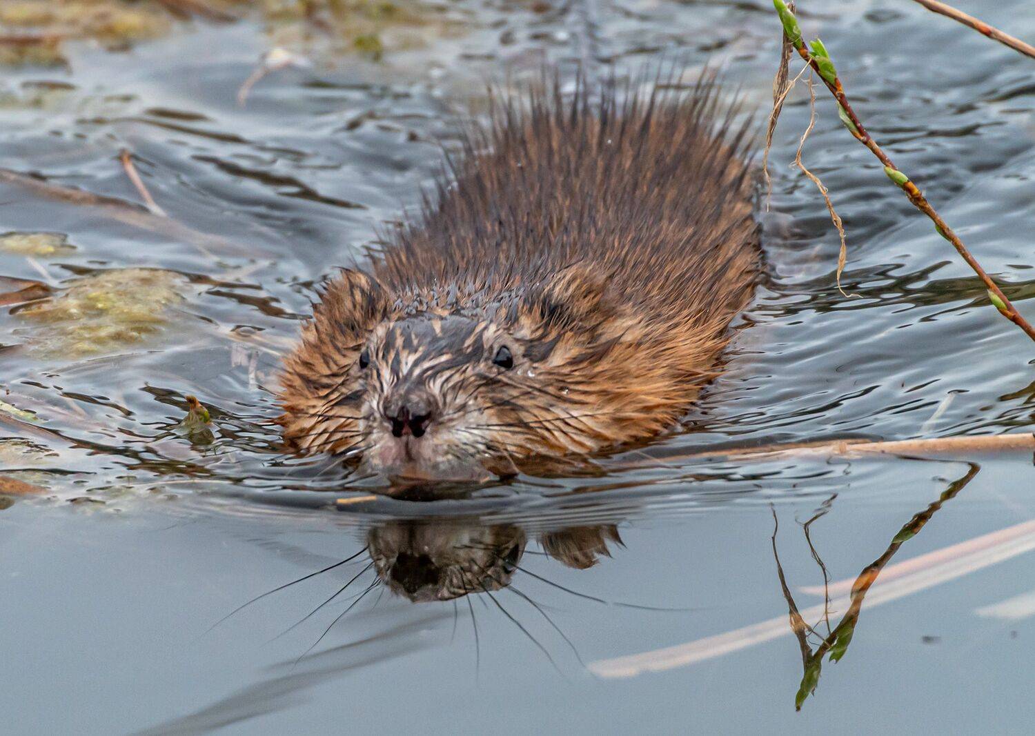 кисловодск, новое озеро, ондатра, Савчук Сергей