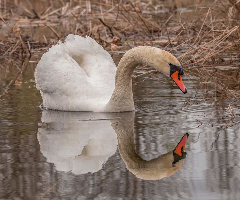 кисловодск, весна, птицы, лебедь-шипун, лебедь Тихое утро фото превью