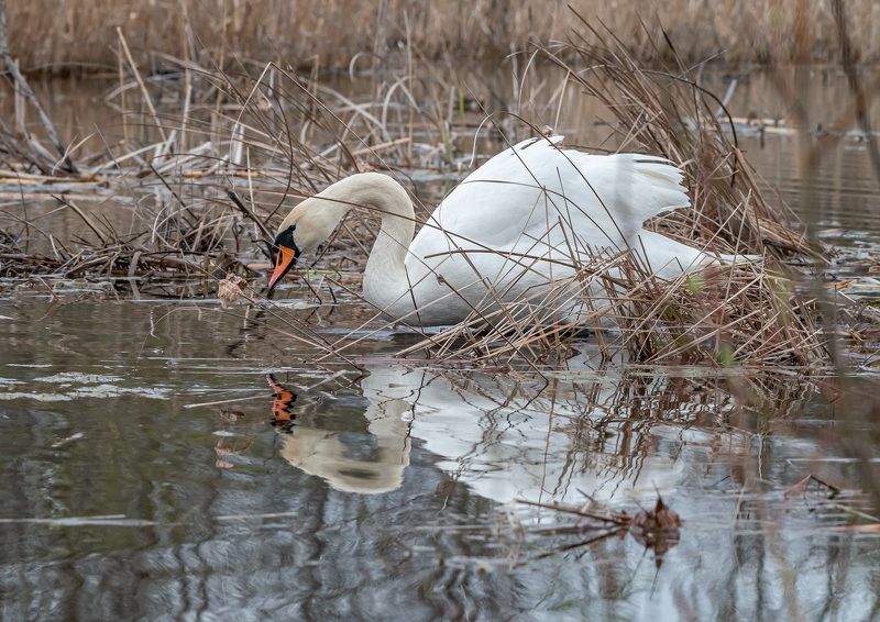кисловодск, весна, птицы, лебедь-шипун, лебедь Вдали от шума городского фото превью
