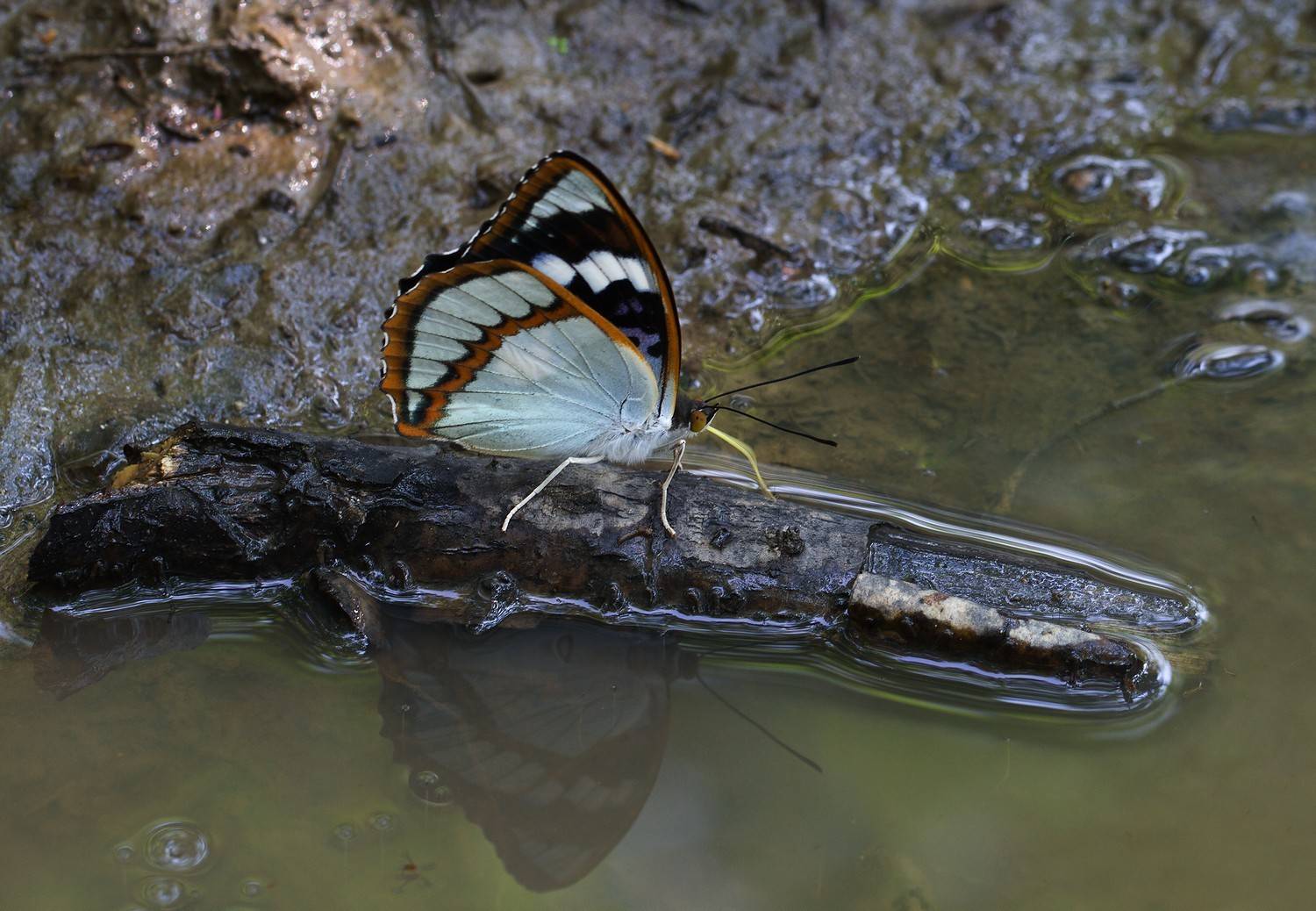 переливница шренка  mimathyma schrenckii  приморье, Евгений Слободской