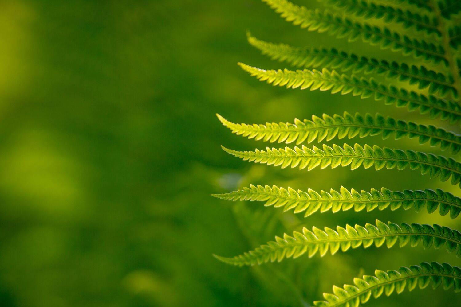 , Сергей Фаренюк