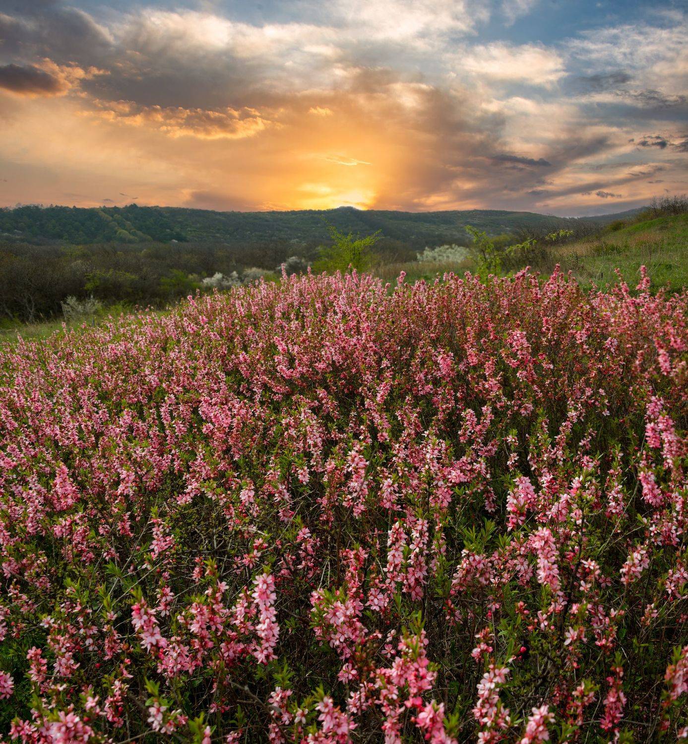 закат,апрель, степной миндаль,природа,пейзаж, Елена Брежицкая
