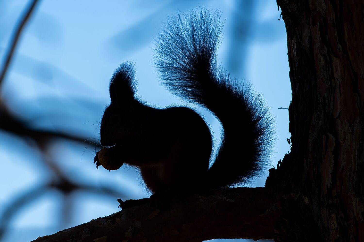 volgograd, russia, wildlife, Sciurus vulgaris,, Сторчилов Павел