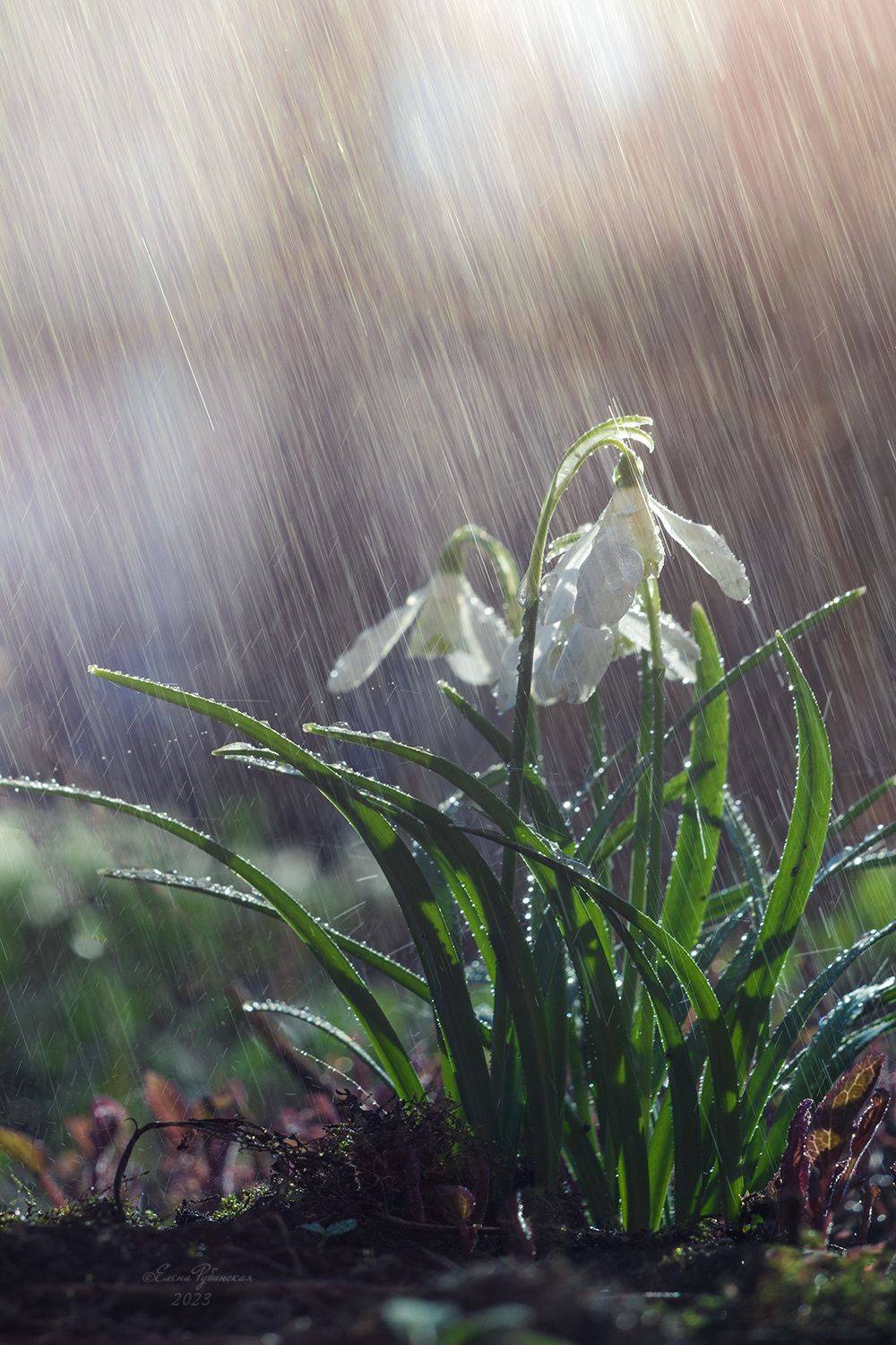 кострома, природа, цветы, первоцветы, подснежники, Елена Рубинская