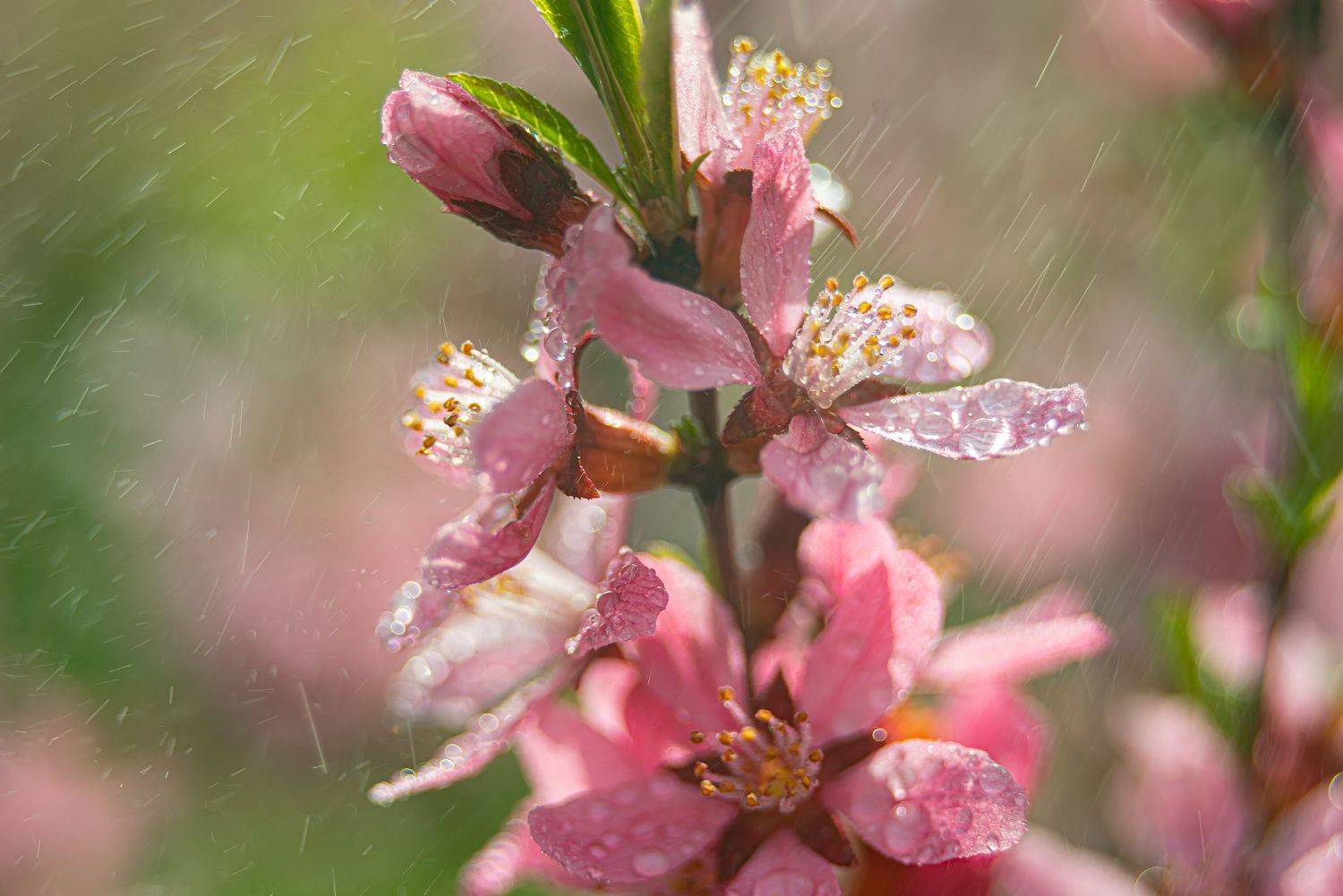 степной миндаль,макро,весна,гелиос, Елена Брежицкая
