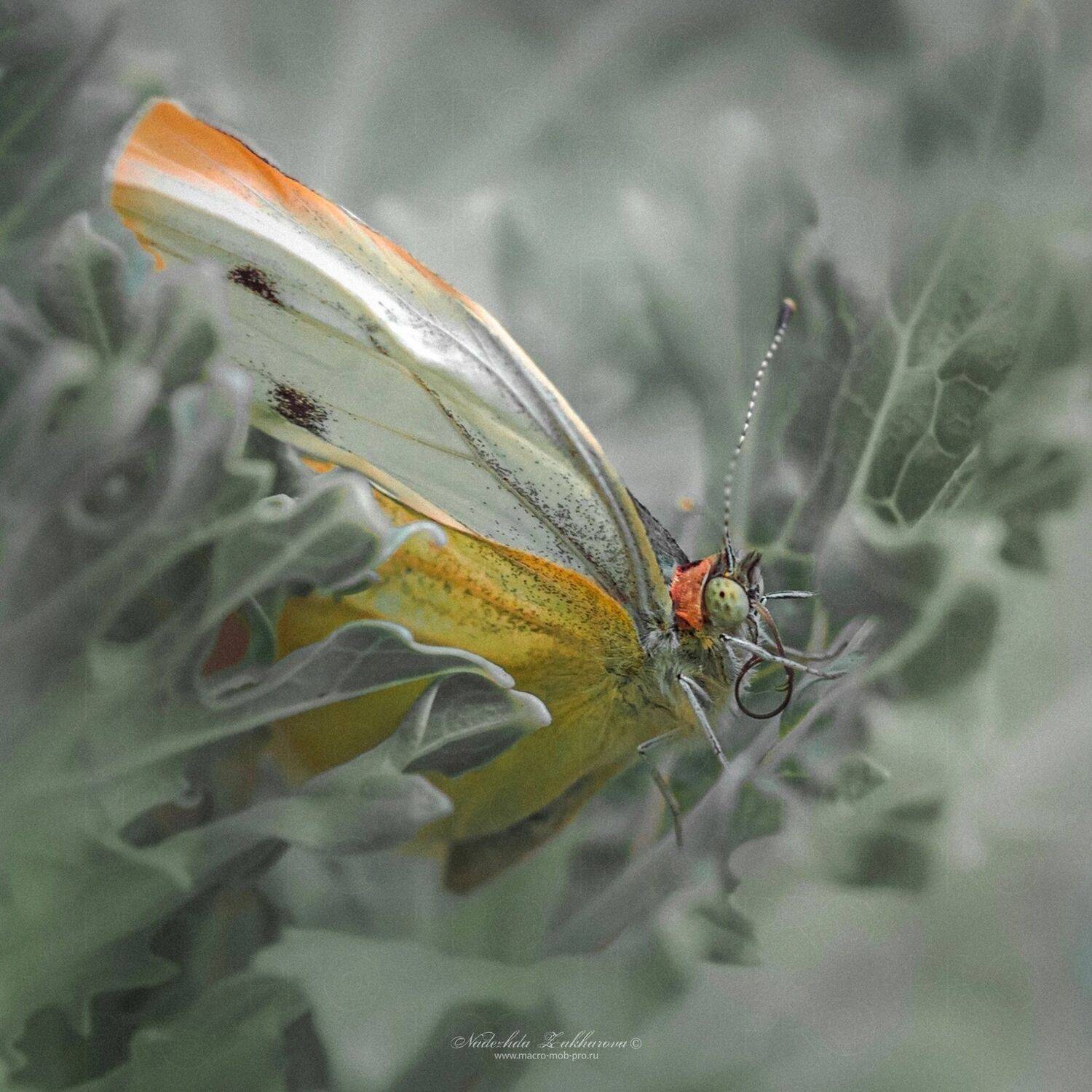 , Захарова Надежда