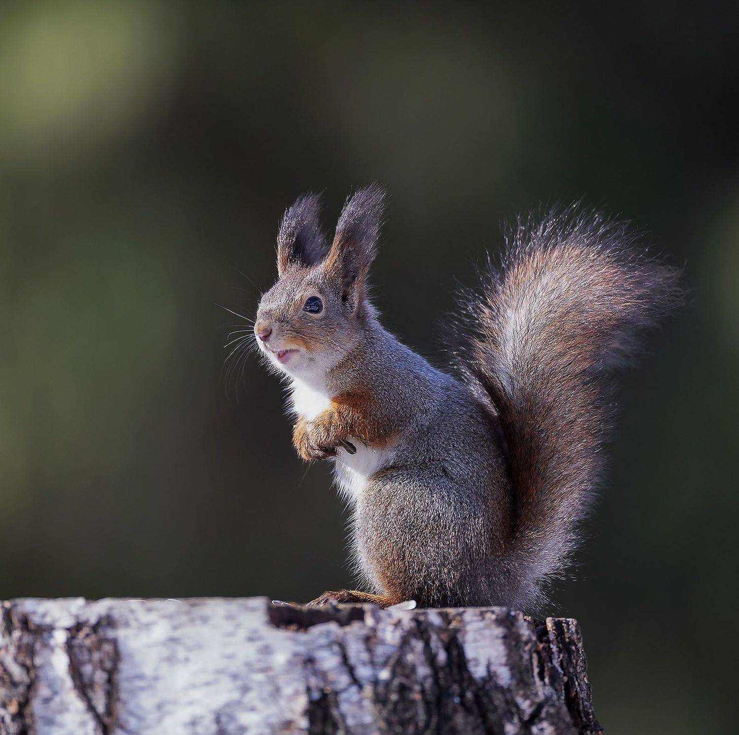 белочка, красотка, лес, природа, весна,squirrel,beautiful, forest, spring, nature, Стукалова Юлия