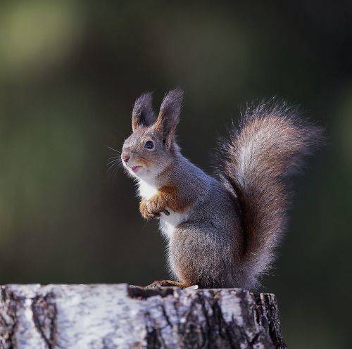 Любопытная красотка