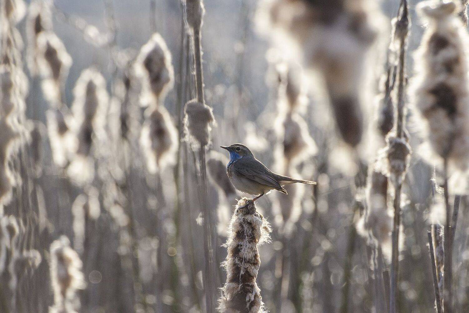 варакушка, птица, самец, Михаил Агеев